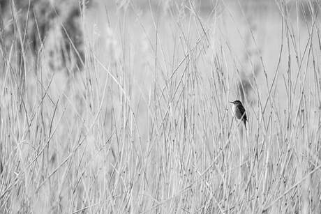 FB_IMG_1588353465295