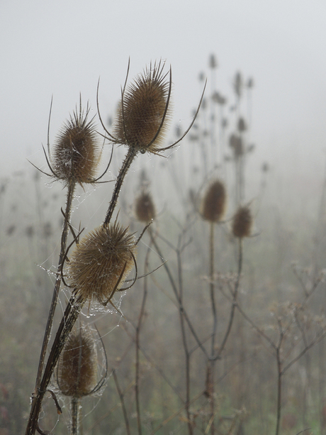 distel 1