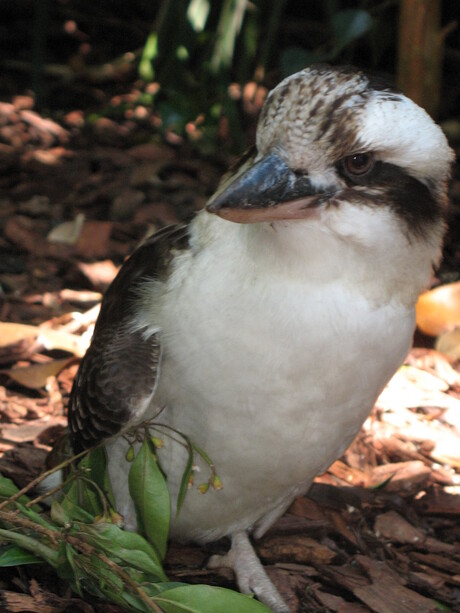 Kookabura in Australië