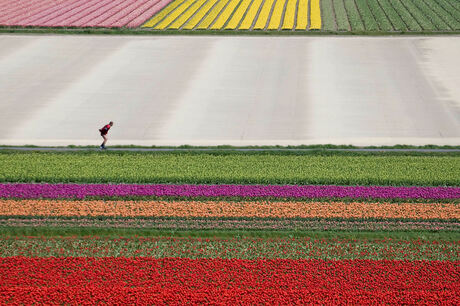 skeeleren tussen de bloemen