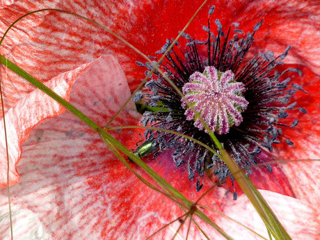 Papaver