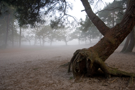 Duinen in de mist 2