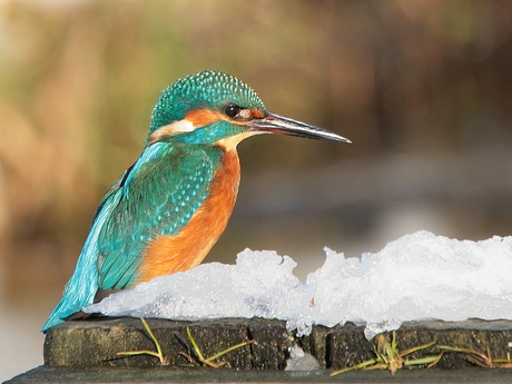 IJskoud IJsvogeltje