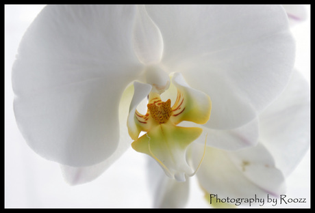 Orchidee - Phalaenopsis