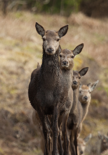 Hindes in de bossen van Isle of Mull