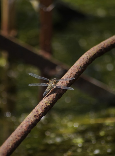 Libelle in Waterloopbos