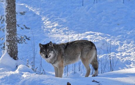 Lapland Wolf