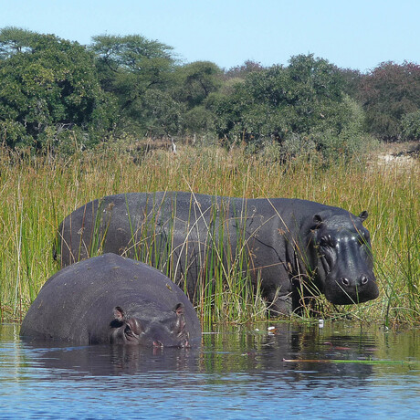 Botswana Nijlpaarden.jpg