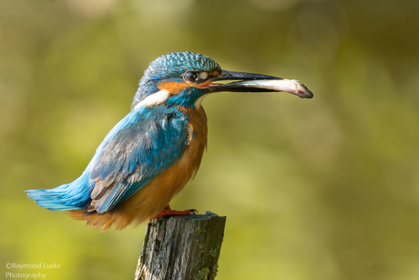 IJsvogel