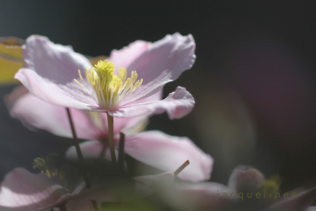 clematis