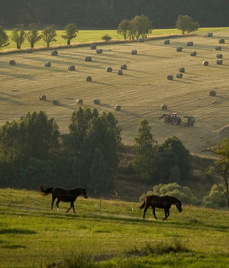 Paarden in landschap Harz