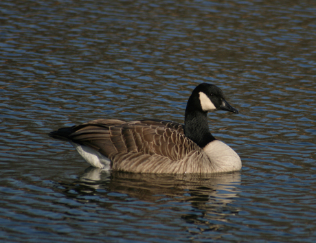 Wilde Gans