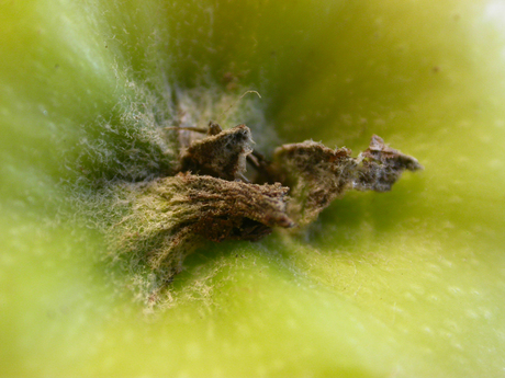 Appeltje voor de dorst