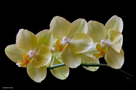 Orchidee