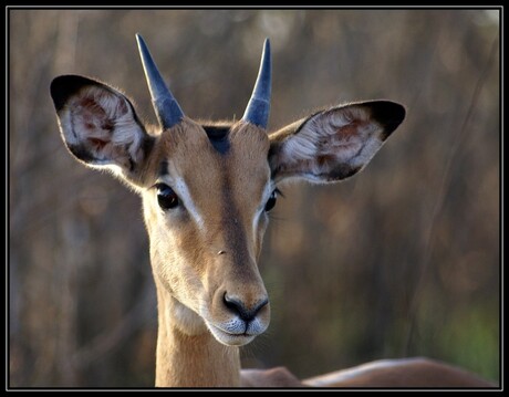 Jong Impala mannetje