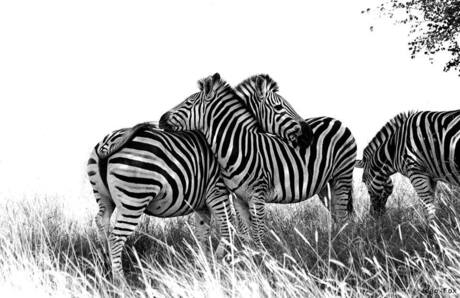 zebra's grooming