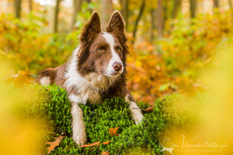 Herfstshoot met Noya