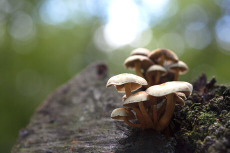 Paddestoelen in Boom