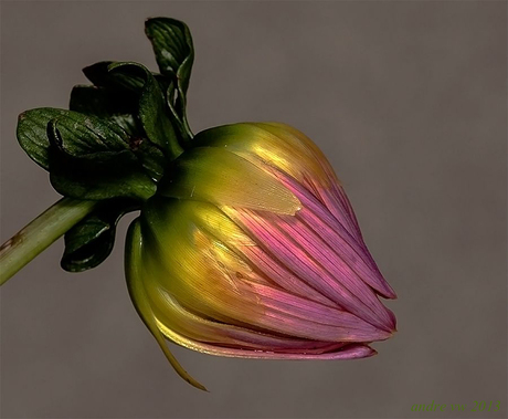 -=003-=Zomaar een knop van de Dahlia.jpg