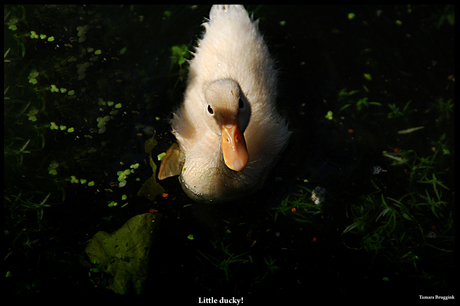 Little ducky