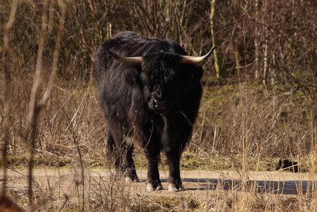 Schotse Hooglander in Amsterdamse bos