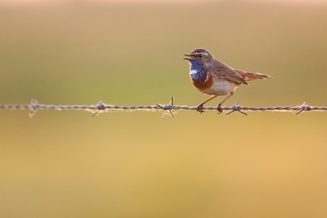 Blauwborst