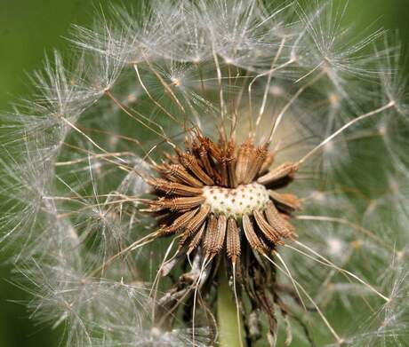 paardenbloem