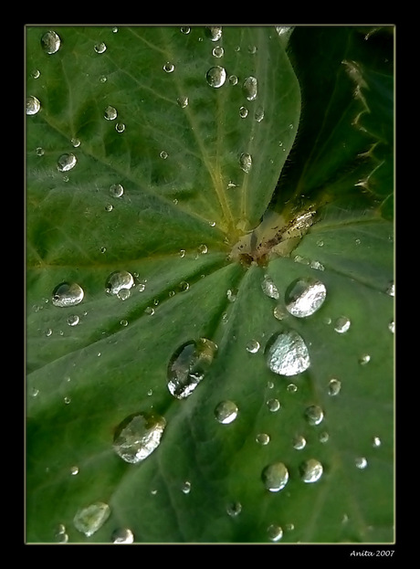 raindrops