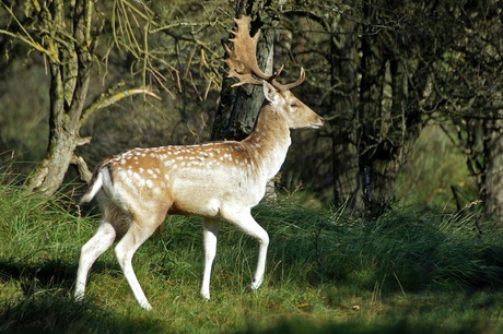 Damhert in de zon