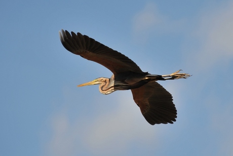 Zo vrij als een vogel