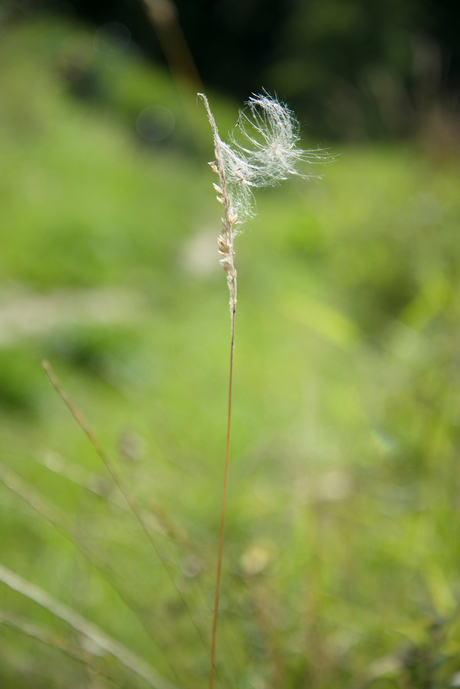 Gevangen door gras