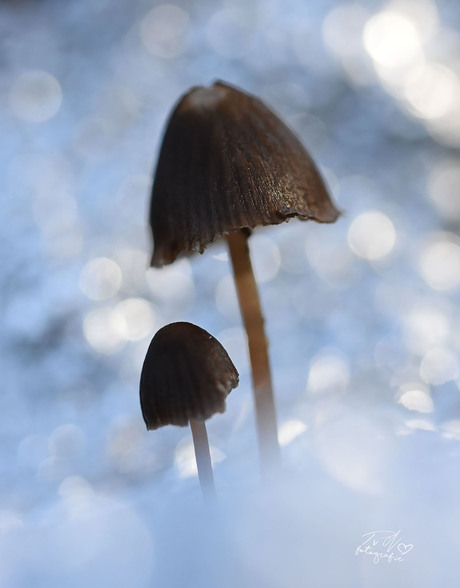 Icy Mushrooms