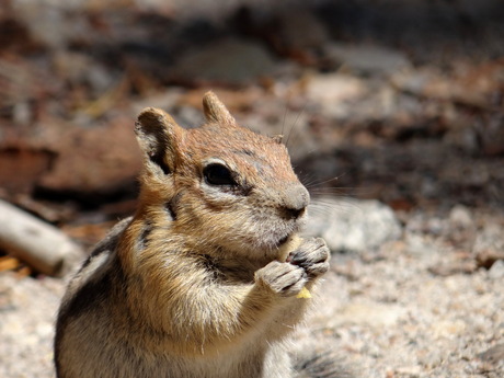 Chipmunk aan het knabbelen.