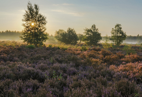 Heide in bloei