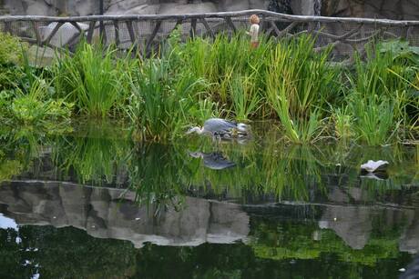 Reiger in het water