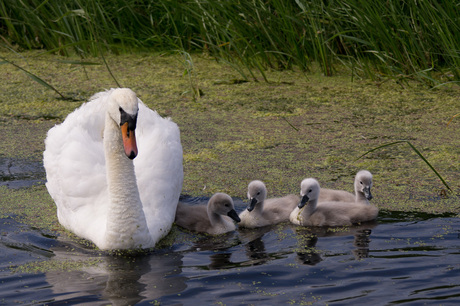 Familie Zwaan