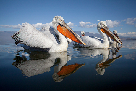 Kroeskoppelikaan - Pelecanus crispus