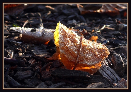 zonnig herfstblad