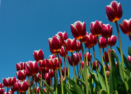 Tulpen