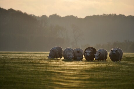 Wol in gouden herfst