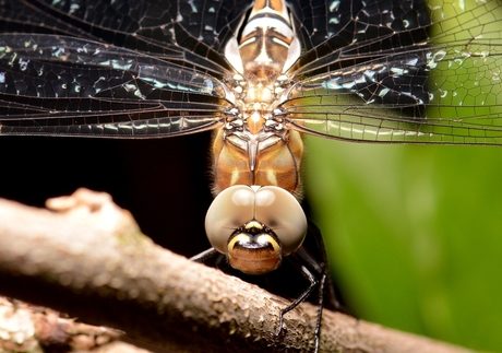 Smiley Dragonfly