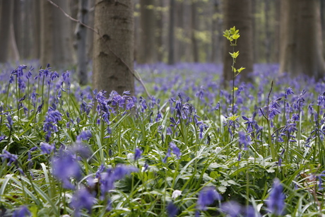 Hallerbos in bloei