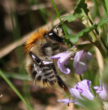 Hommel (1)