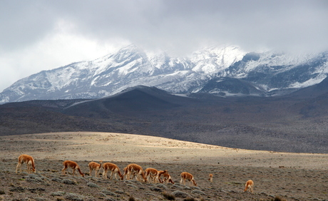 landschap aan de voet van de besneeuwde bergtop van de Chimborazo