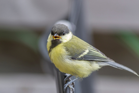 Jonge Koolmees In Eigen Tuin