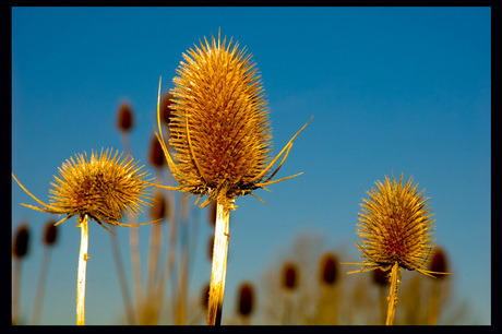 Distel?