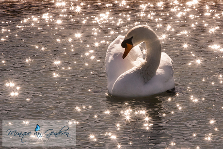 Twinkle twinkle little..... swan