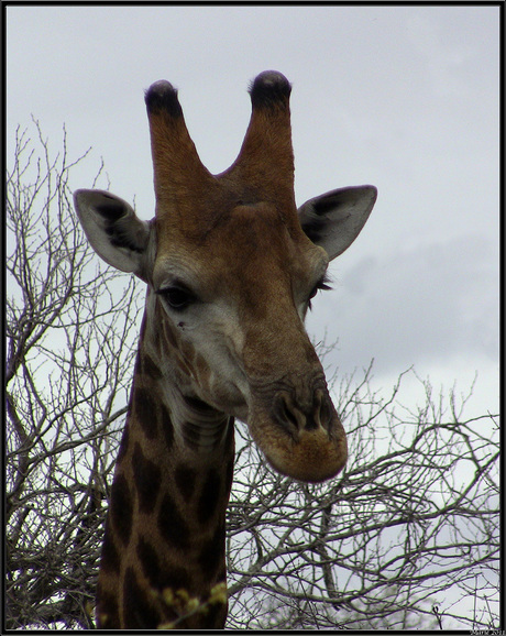 giraffe