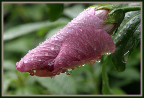 Hibiscus in de regen