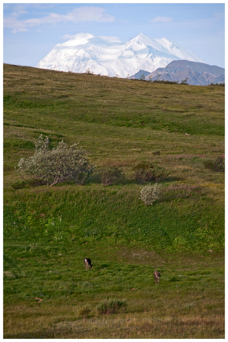 Caribou & Denali